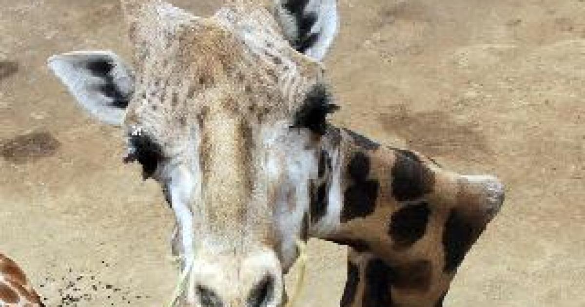 Crooked Neck Giraffe Dies at 21 - The Santa Barbara Independent