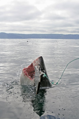 VIP SHARK PASS ! SHARK WEEK - Hungry Shark World 