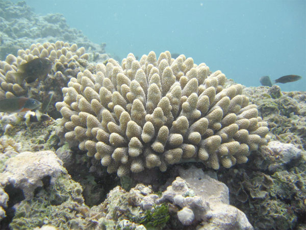 Can Coral Reefs Be Saved? - The Santa Barbara Independent