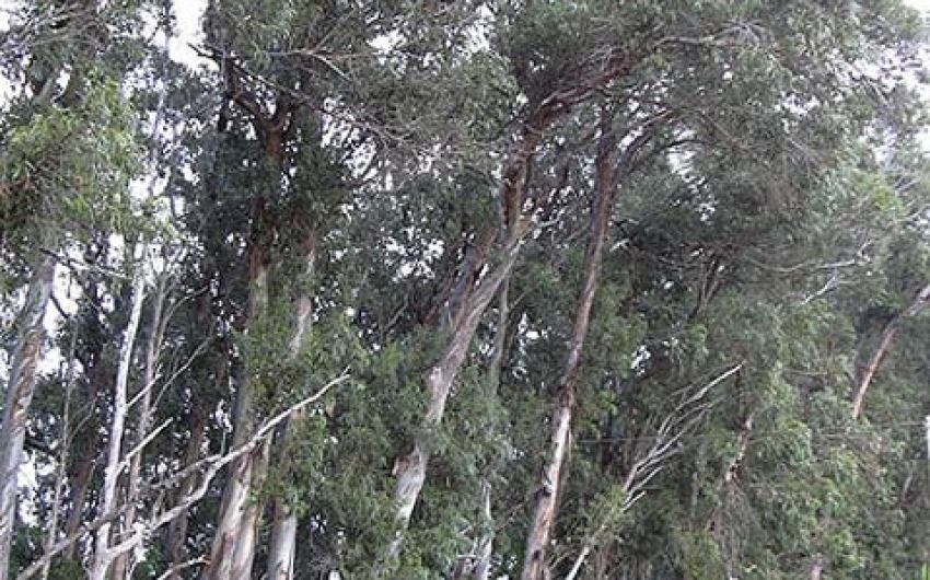 How the Eucalyptus Came to California