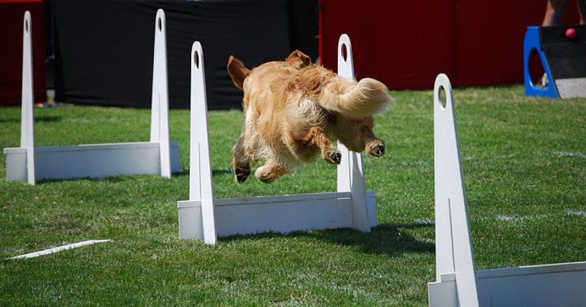 Agility Dog Show at Elings Park The Santa Barbara Independent