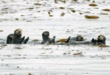 Sea Otters in Crosshairs of Gallegly Bill