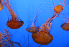 Jellyfish Exhibit Opens at Ty Warner Sea Center