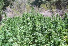 Massive Amounts of Marijuana Eradicated from Backcountry Grows