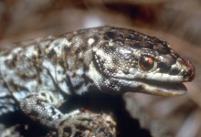 Lizard’s Remarkable Recovery