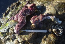 Scientists Name Cause of Massive Sea Star Die-Off