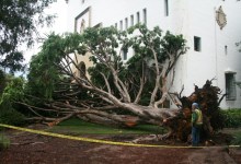 Big Fig Tree Falls at Courthouse