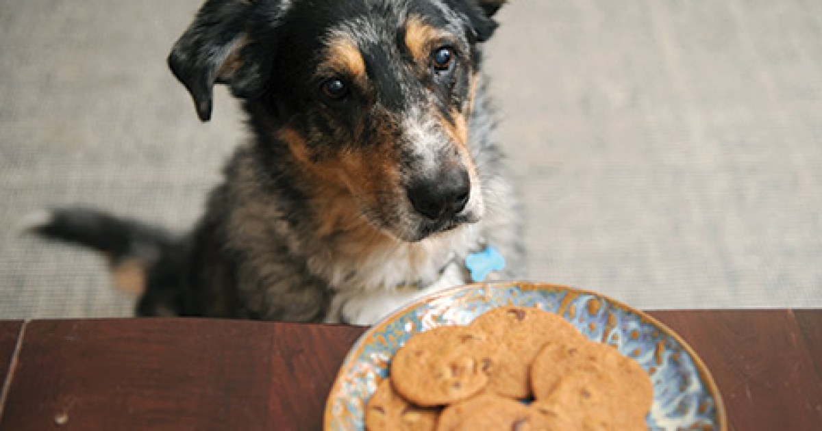 Danger Dog Eats Cannabis Cookies The Santa Barbara