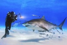 Nature: Shark Stories