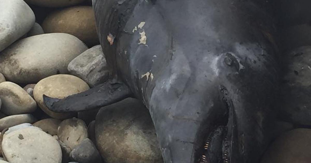 Dead Dolphins, Pelicans Continue to Wash Ashore after Refugio Oil Spill ...