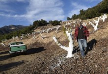 ‘Ugly Year’ for Avocados