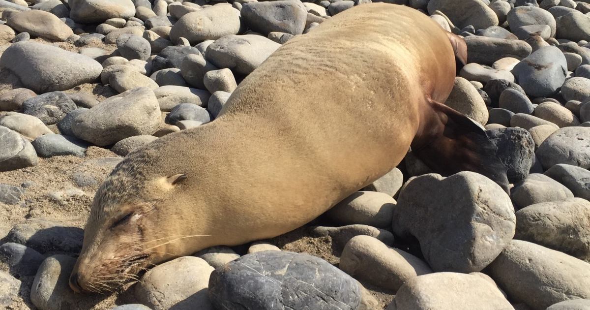 Scores of Birds, Sea Lions Suffering Likely Domoic Acid Poisoning - The