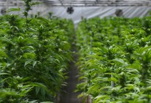 Cannabis Farmer Gets Over $1 Million Insurance Payout