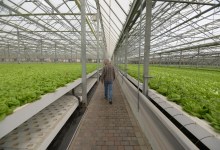 Carpeting Carpinteria with Lettuce