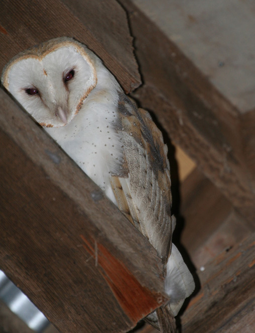 Owls Are Nocturnal Backyard Visitors The Santa Barbara Independent