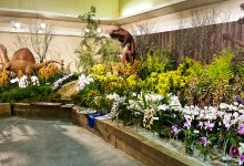 Santa Barbara International Orchid Show This Weekend