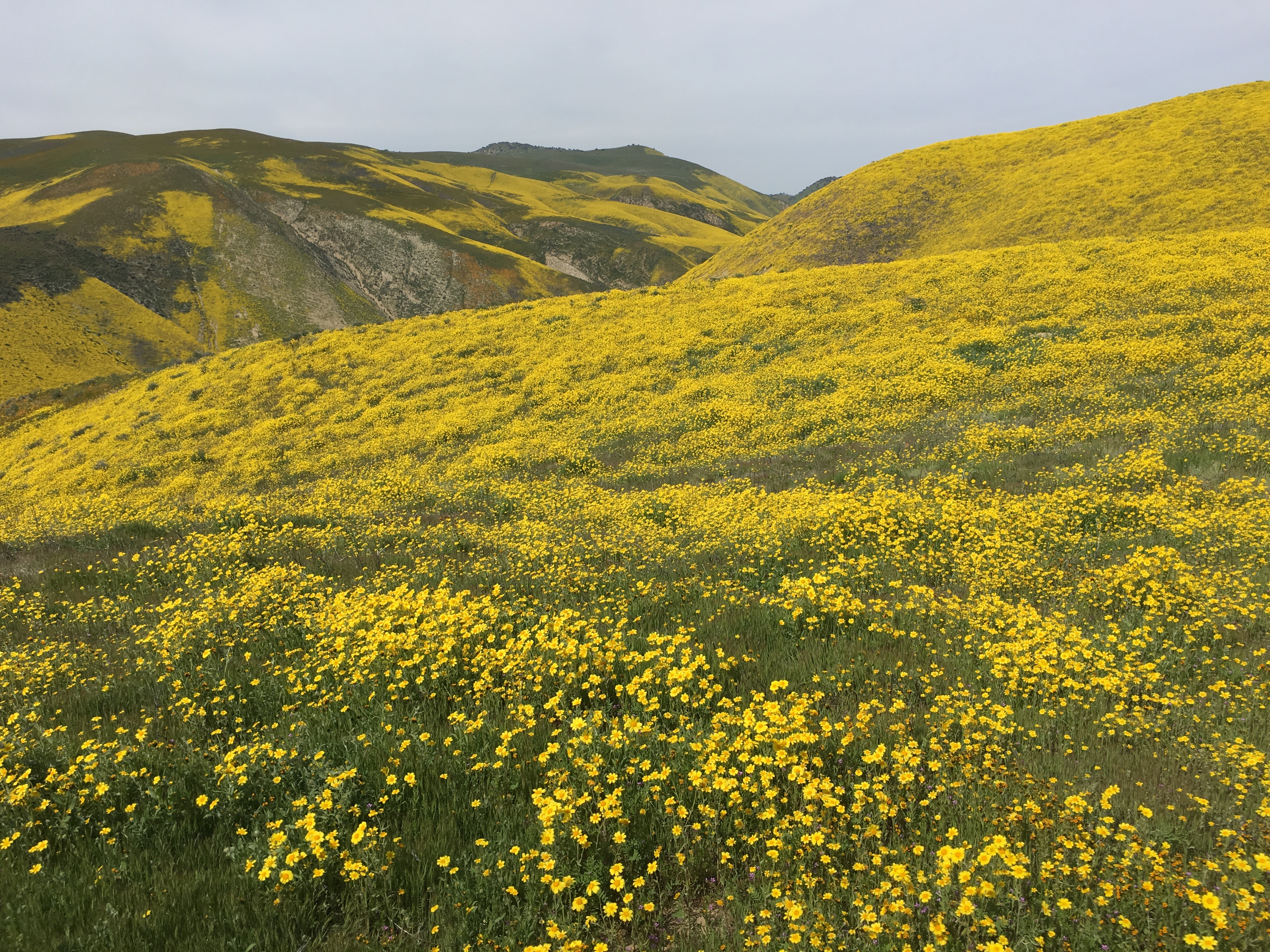 Santa Barbara Superbloom Guide The Santa Barbara Independent