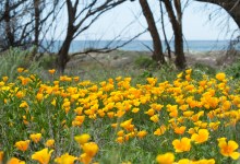 Guided Tour of Coal Oil Point Reserve