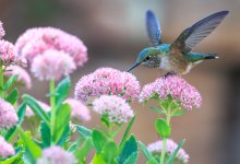 Hummingbirds and Flowers Workshop with Derek Mast