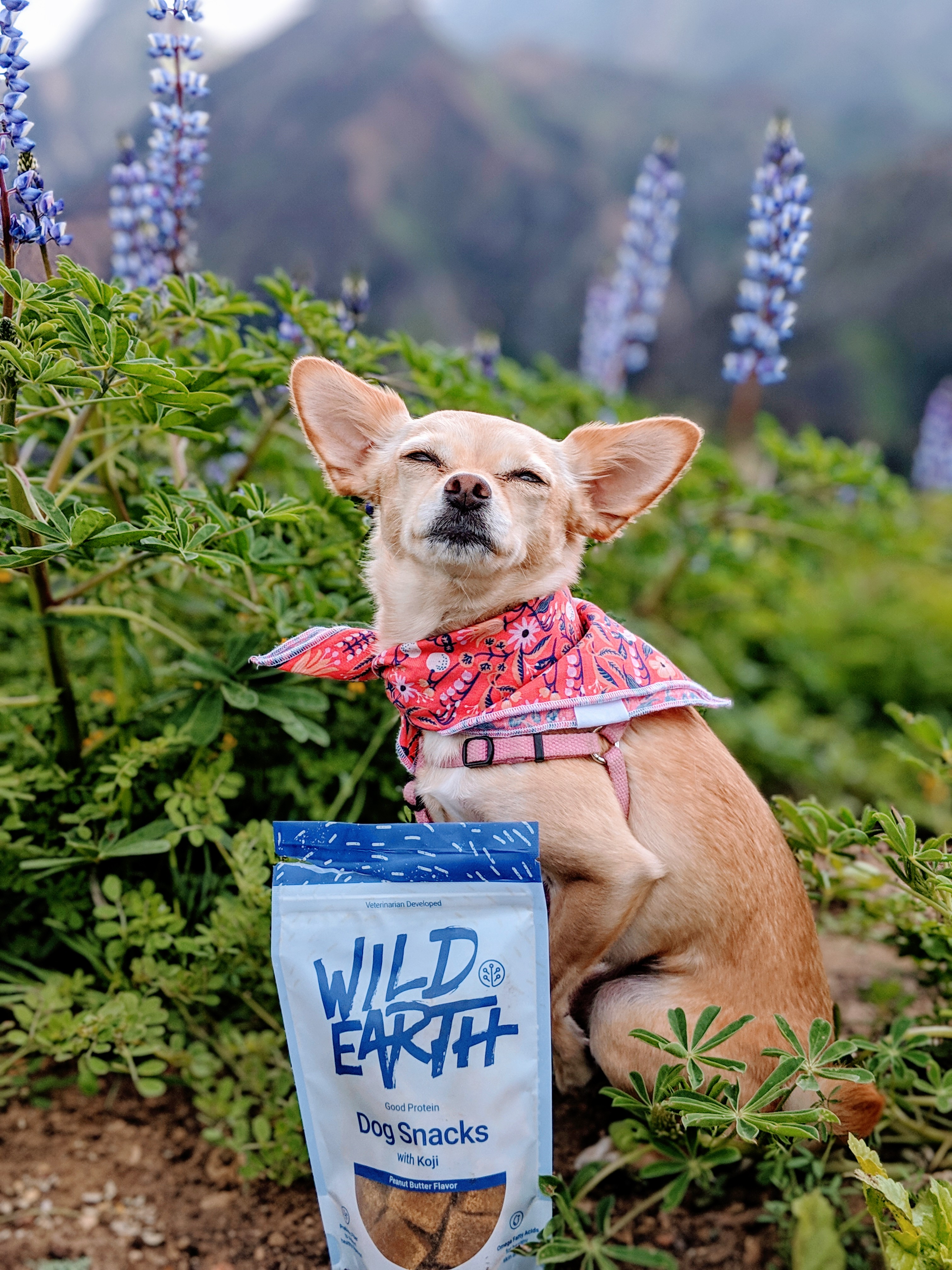 Wild earth dog outlet snacks