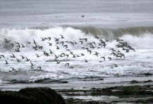 Guided Tour of Coal Oil Point Reserve