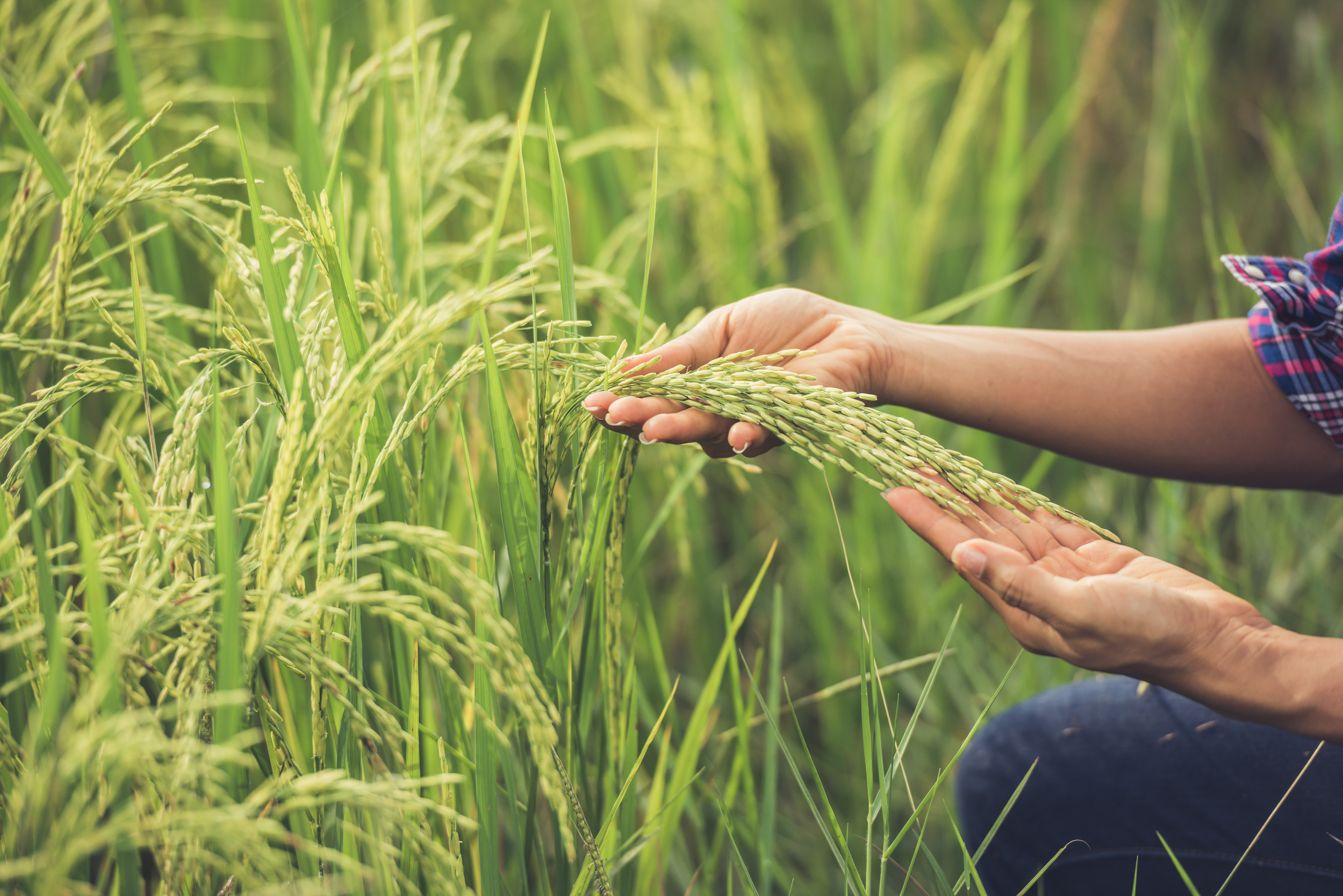 Agriculture reading. Женщины в сельском хозяйстве. Господдержка сельского хозяйства. Поддержка сельхозпроизводителей. Гос поодержка сельского хозяйства.