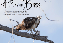 A Play on Birds