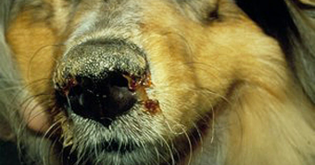 County Issues Canine Disease Distemper Warning The Santa Barbara