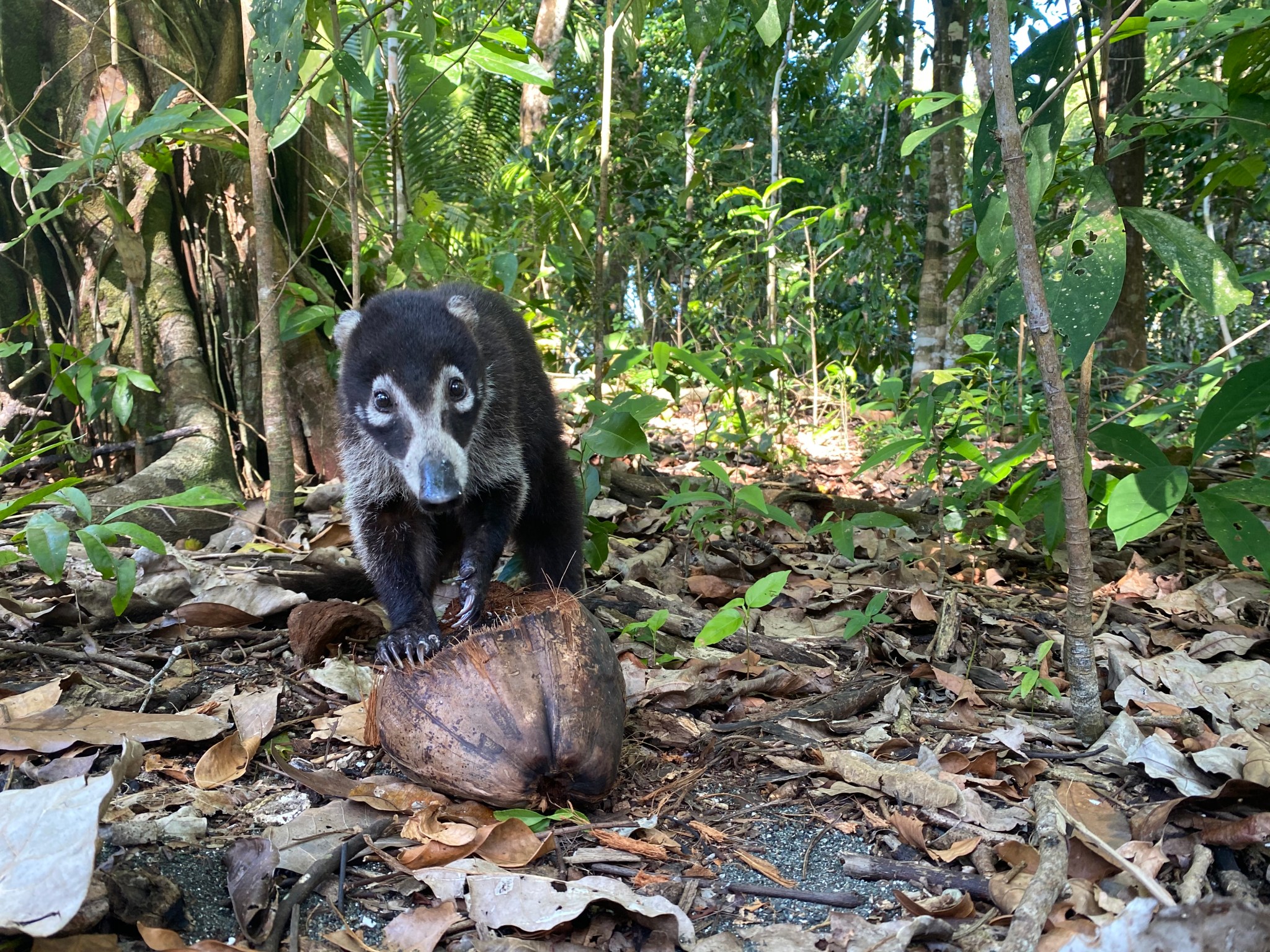 Tripping on Costa Rica's Biodiversity - The Santa Barbara Independent