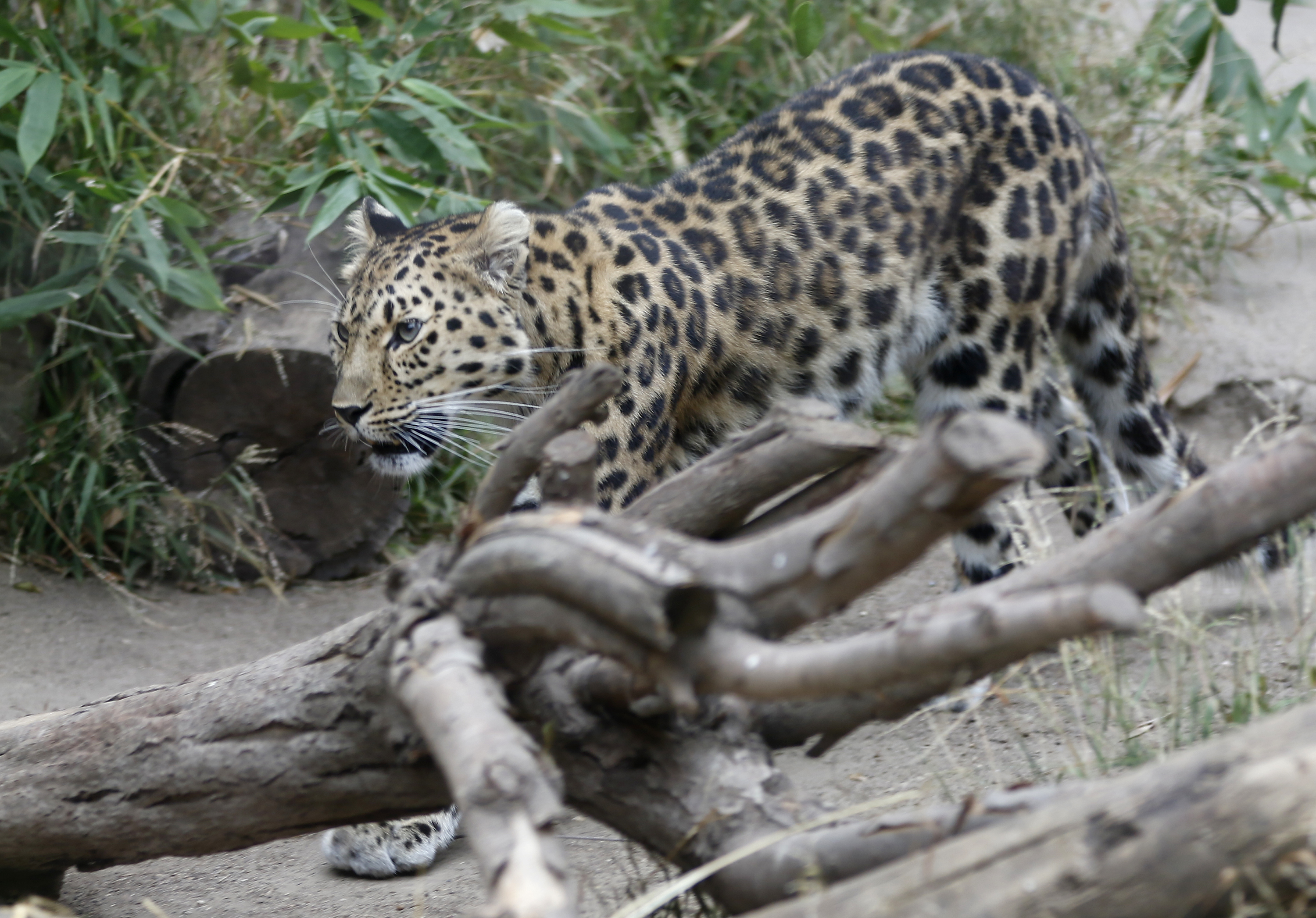 Photo Gallery Santa Barbara Zoo Open To Public With Limited Capacity   20200620 Zoo Opens 04 