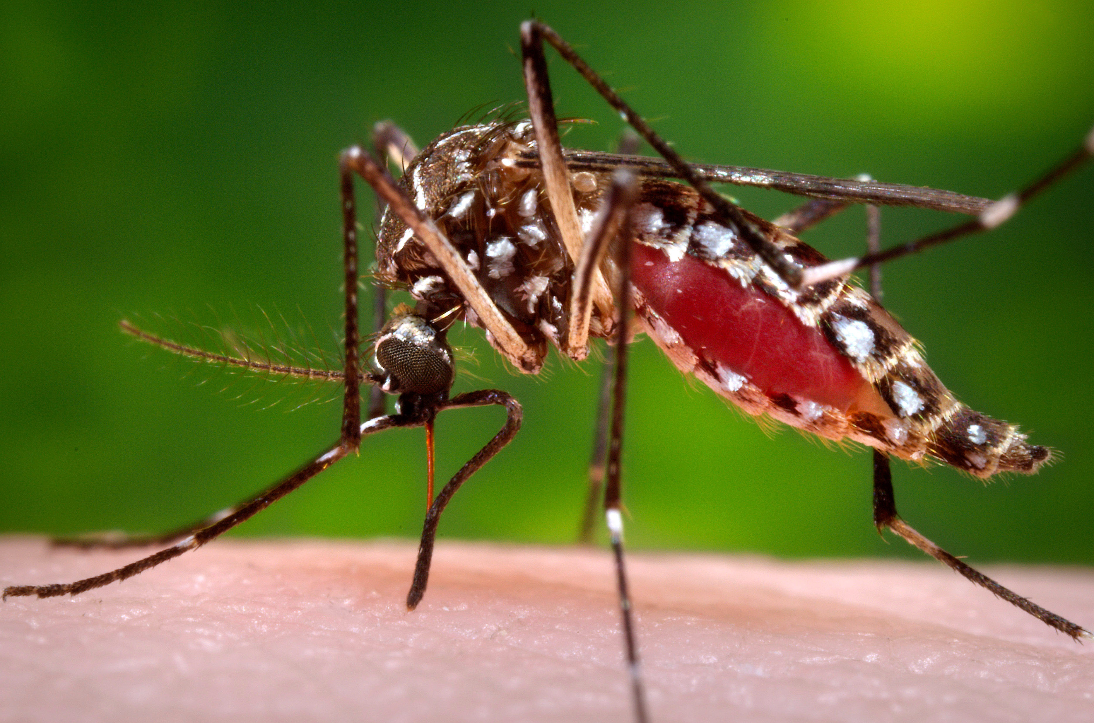 Ankle Biter' Invasion Complicates LA's Mosquito Season