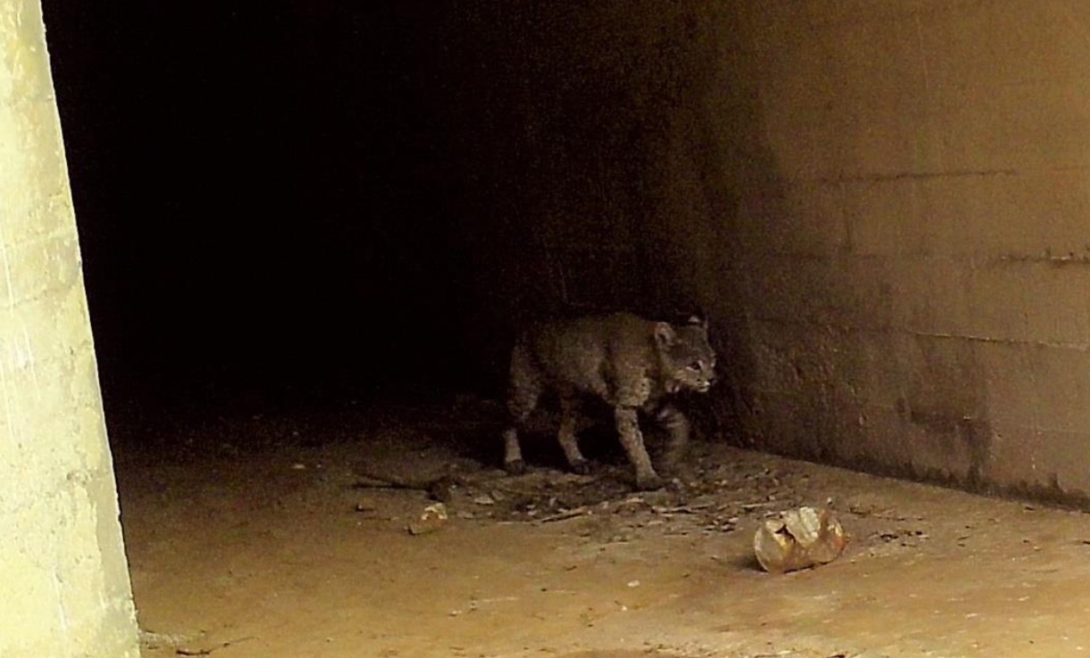 highway underpass wildlife