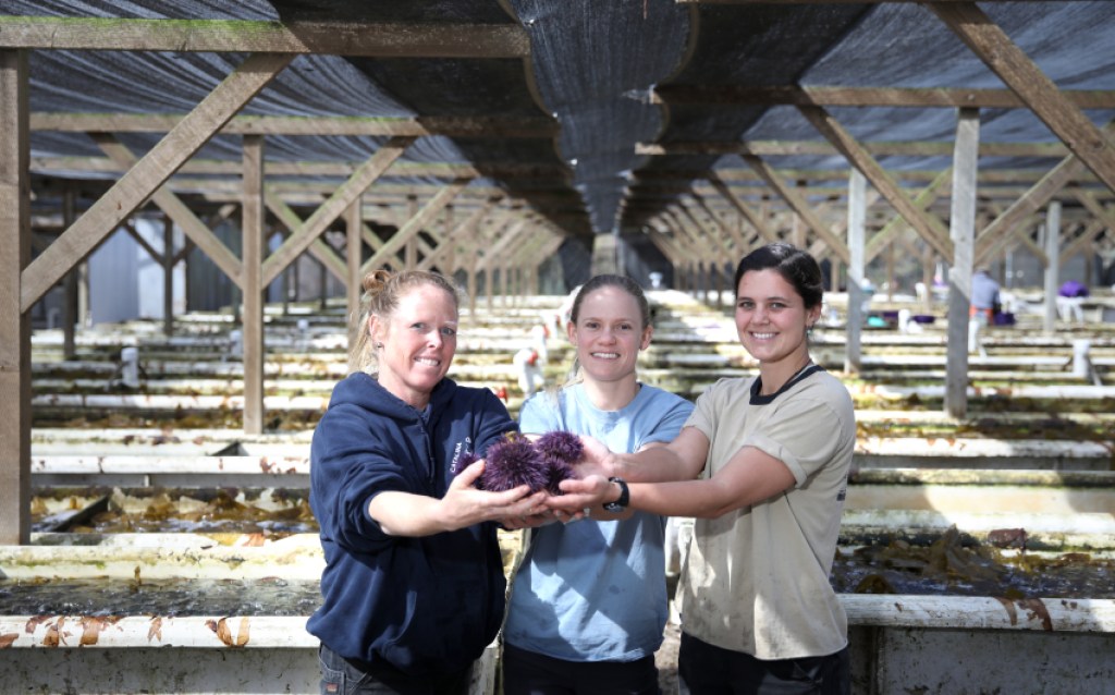 Purple Urchin Possibilities