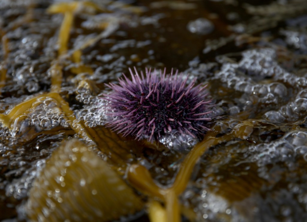 Pacific urchins: Covid delayed purple urchin removal, but hope as