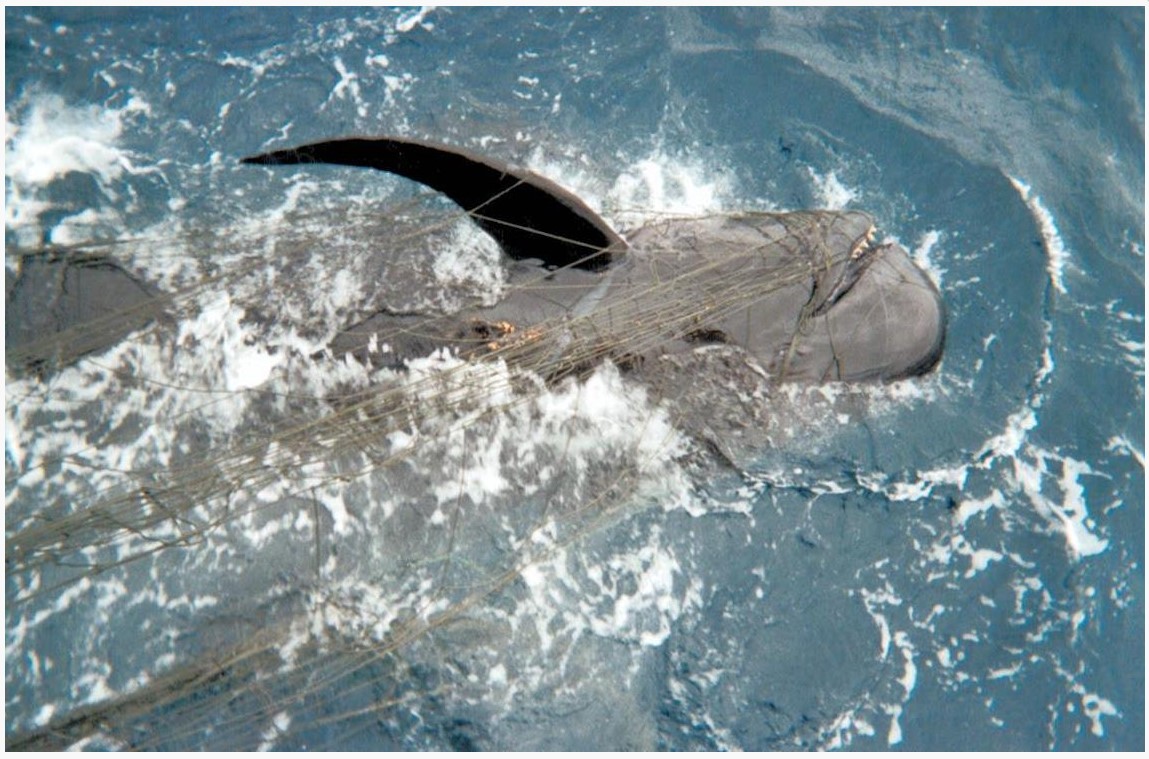 The Unintended Consequences of Driftnets - The Santa Barbara Independent