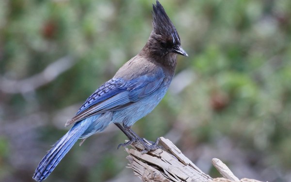 camping-is-for-the-birds-midwest-gypsy