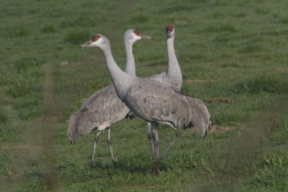 Where Do Sandhill Cranes Winter in a California Drought? - The Santa ...