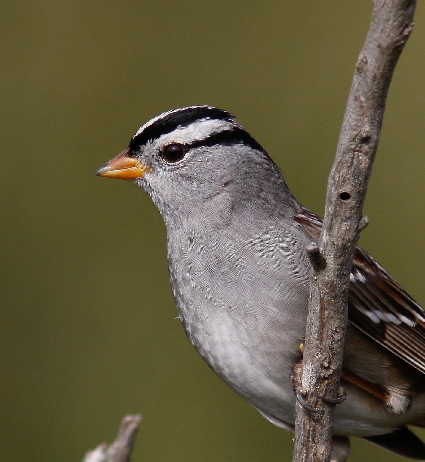 Santa Barbara Birding: The Miracle Of Migration - The Santa Barbara 