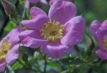 Open Weekend at Arroyo Hondo Preserve