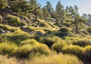 Appeals Court Gives Green Light to Tree-Thinning Project on Los Padres National Forest’s Pine Mountain