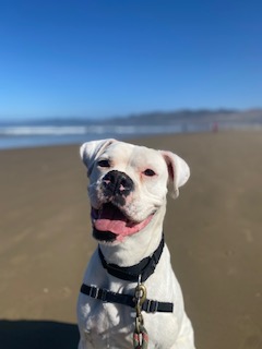 is swimming in the sea good for dogs