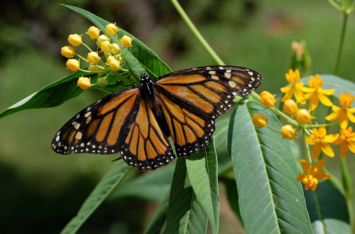 Monarch butterfly may be added to endangered species list