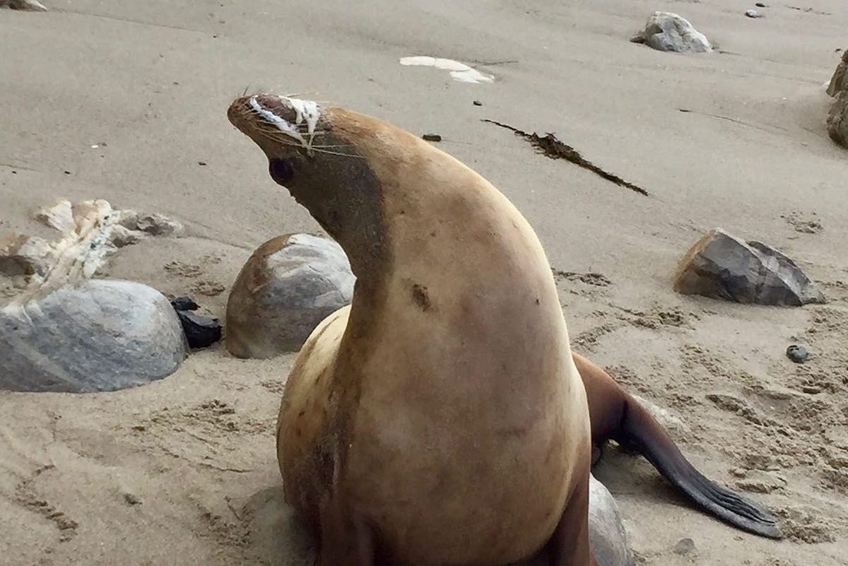 Seals Survive A Scare From Dead Mammals
