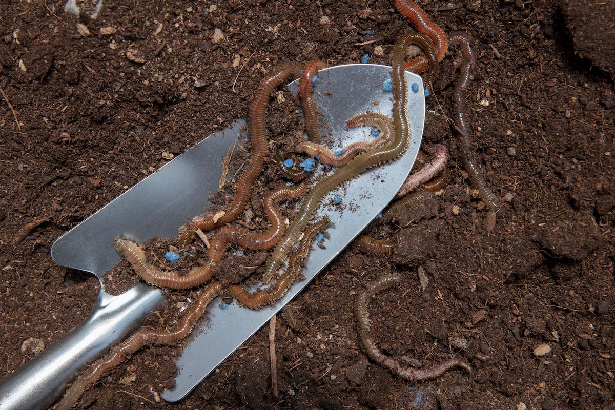 https://www.independent.com/wp-content/uploads/2022/09/compost-still-life-concept-with-earthworms.jpg?fit=1200%2C800