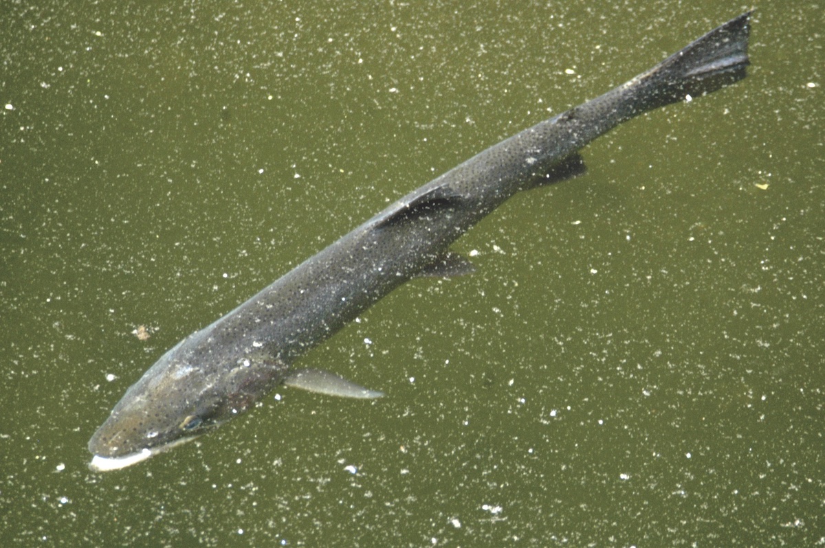 Fish Ladders for Steelhead at Cachuma Lake? - The Santa Barbara Independent