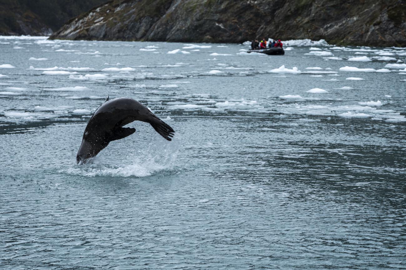 Beneath the Surface: Exploring the Fjords of Patagonia - The Santa