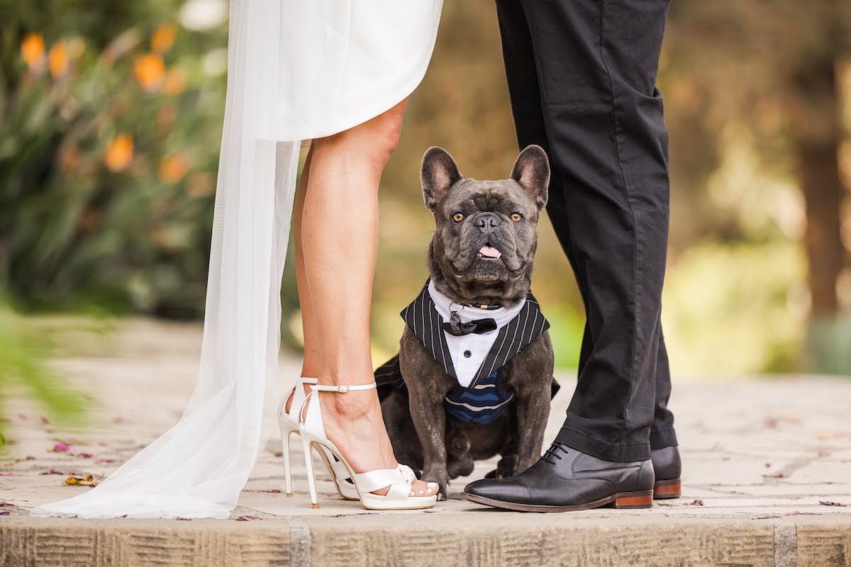 Dog Wedding Dress Set w/ Veil and Leash