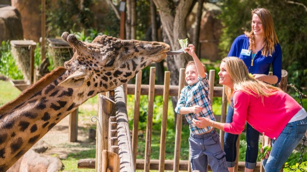 Santa Barbara Zoo’s Beloved Masai Giraffe, Michael, Dies at Age 16 ...