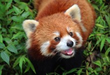 Red Panda Arrives at Santa Barbara Zoo