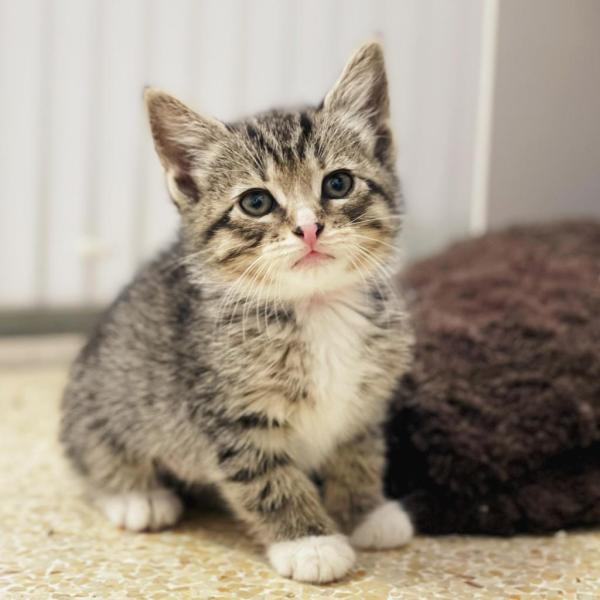 Santa Barbara Humane Welcomes 47 Kittens, Announces Expanded Walk-In ...